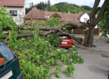 Kwikfynd Tree Cutting Services
myrniong