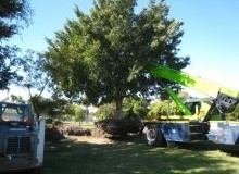 Kwikfynd Tree Management Services
myrniong